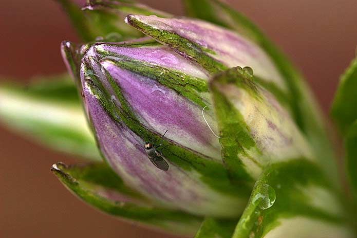 Close-up van een paarse en groene bloemknop met een klein insectje op de bloemblaadjes.