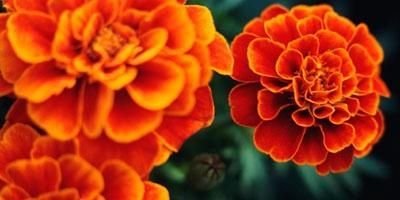 Oranje en rode goudsbloemen van dichtbij gefotografeerd tegen een donkergroene achtergrond.