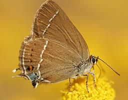 Een bruine vlinder zit op een gele bloem tegen een wazige gouden achtergrond.