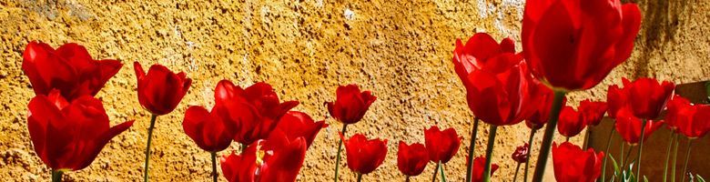 Rode tulpen bloeien tegen een goudkleurige, gespikkelde achtergrond.