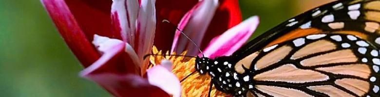 Close-up van een vlinder op een roze bloem, met oranje en zwart getekende vleugels.