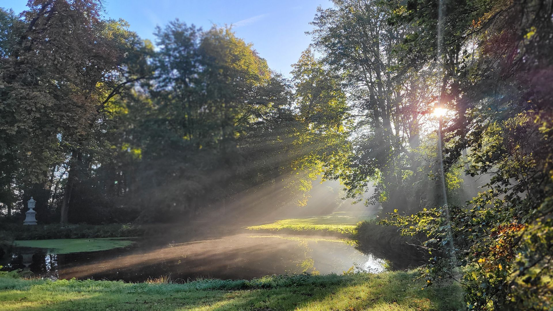 Zonlicht, schaduw, natuur, bomen, groen, leven, dood