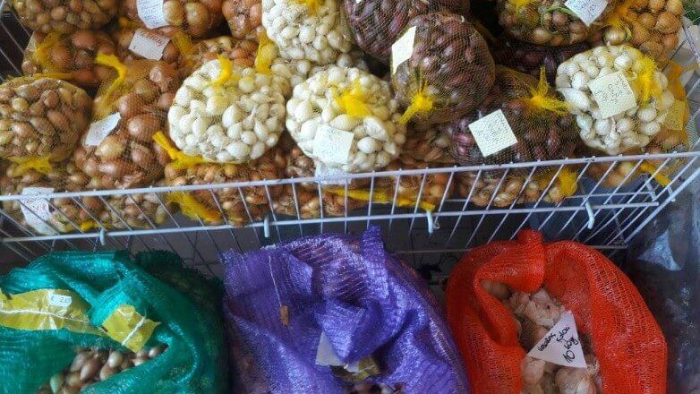 Ziedi un telpaugi Skrundā 11