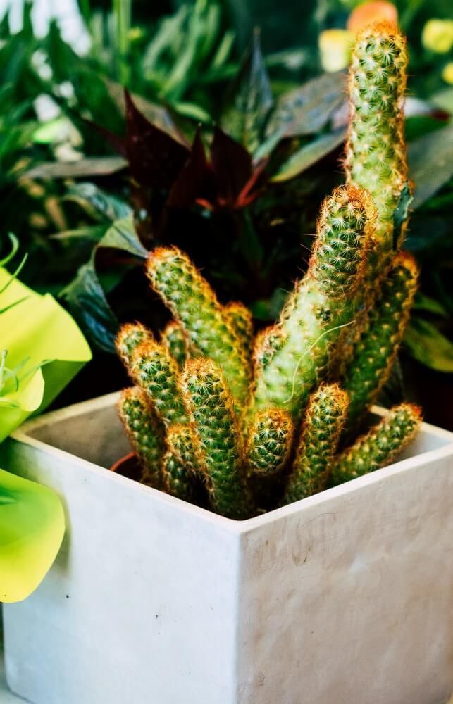 Ziedi un telpaugi Skrundā 9