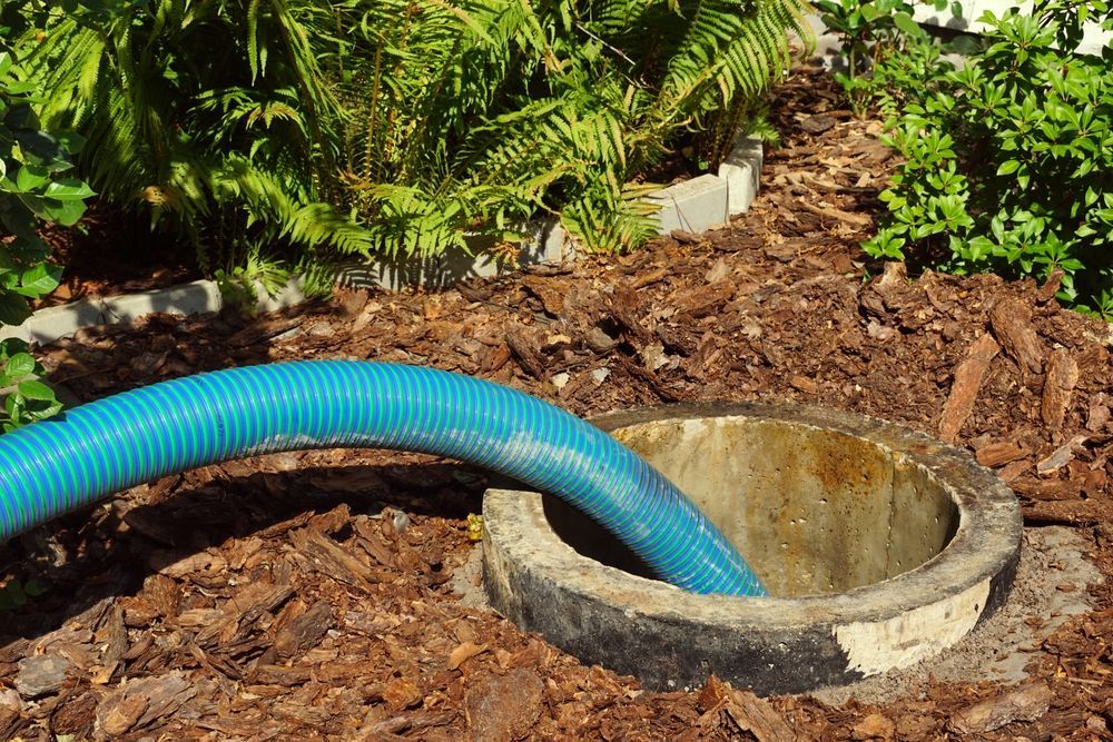 Blue hose entering an open septic tank in a yard with mulch and plants.
