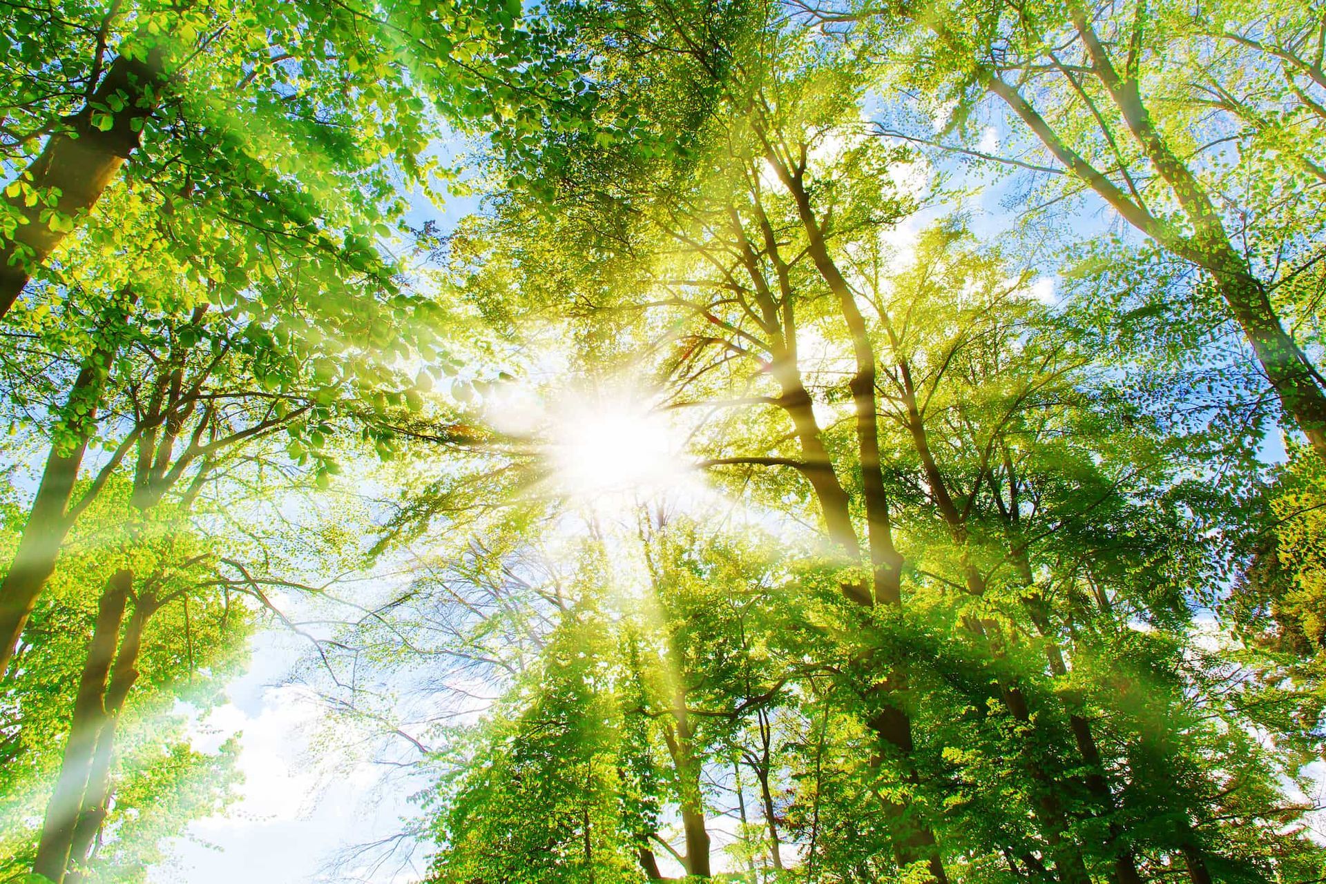 Sunlight streams through green treetops.