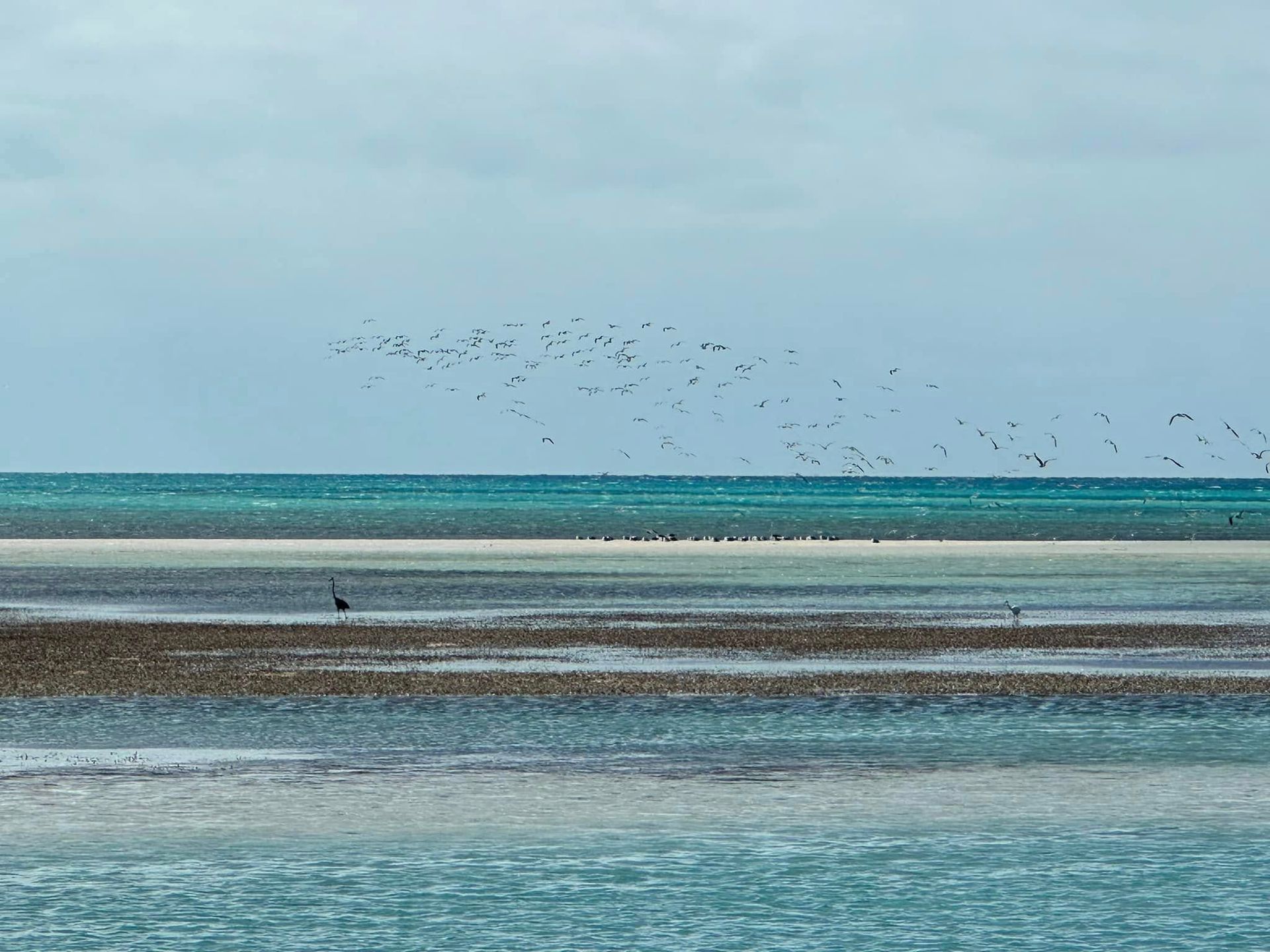 Birds flock over ocean and sandbars under a cloudy sky.