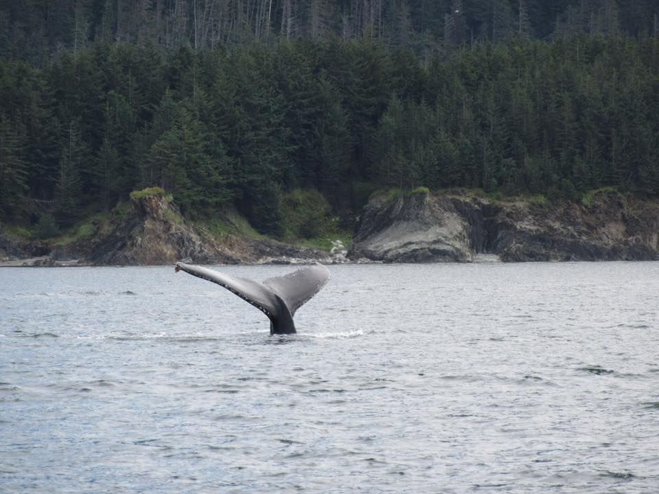 Whale tail in ocean water, with a forested shoreline in the background.