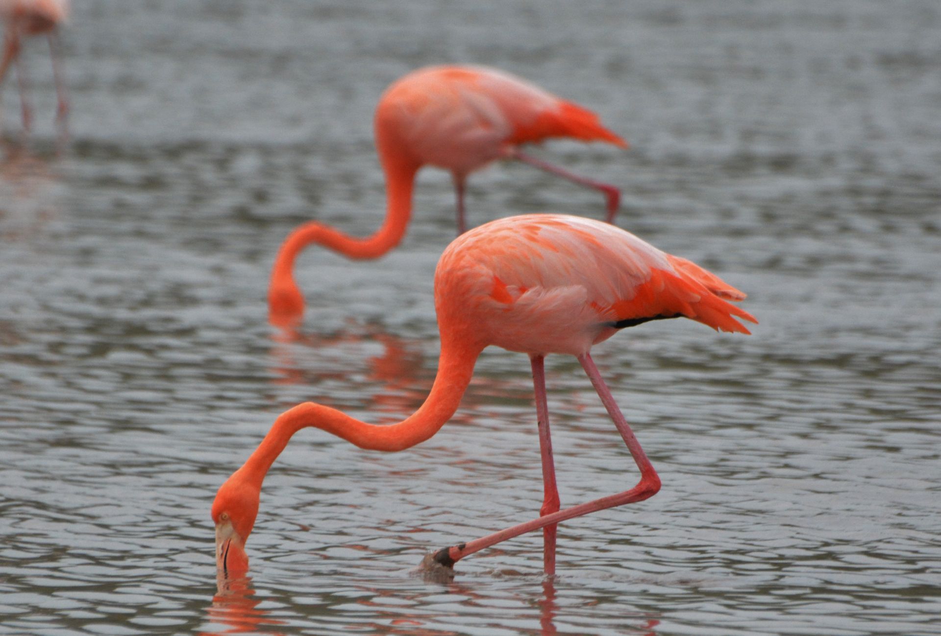 Beach chairs with blue and teal umbrellas on a sandy beach under a cloudy sky.