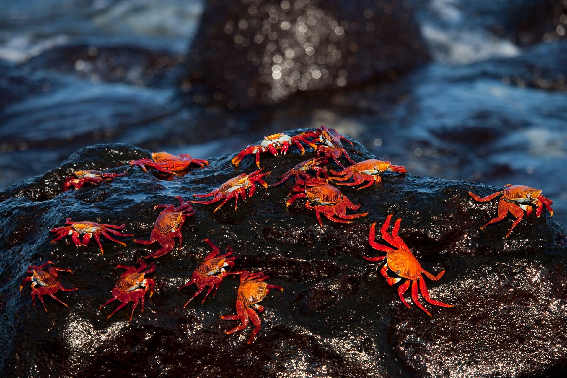 Seagulls flying over a beach with two thatched umbrellas and glimmering water.