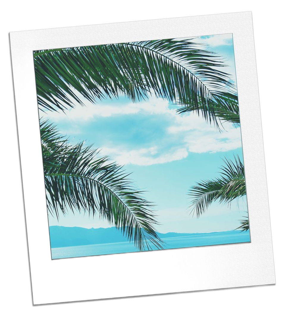 Palm fronds frame a view of blue sky and ocean.