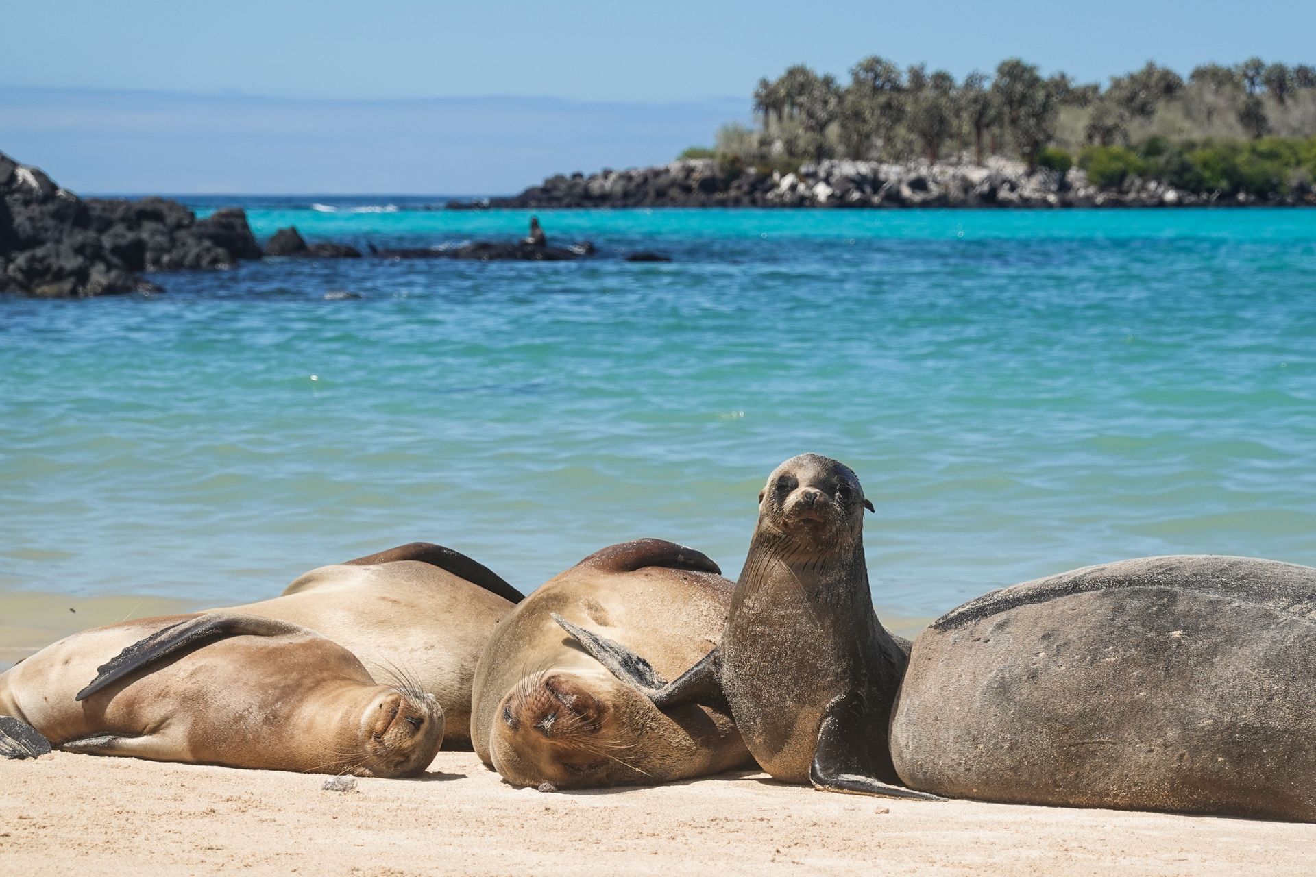 A yacht sails on calm water under a dark, stormy sky; trees line the distant shore.