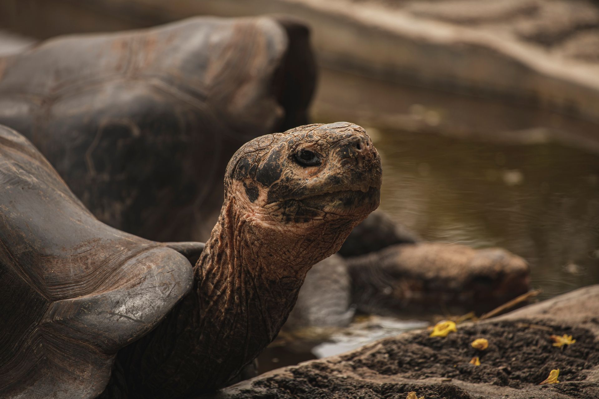 Floating tiki bar in turquoise water with people. Blue sky and coastline in background.