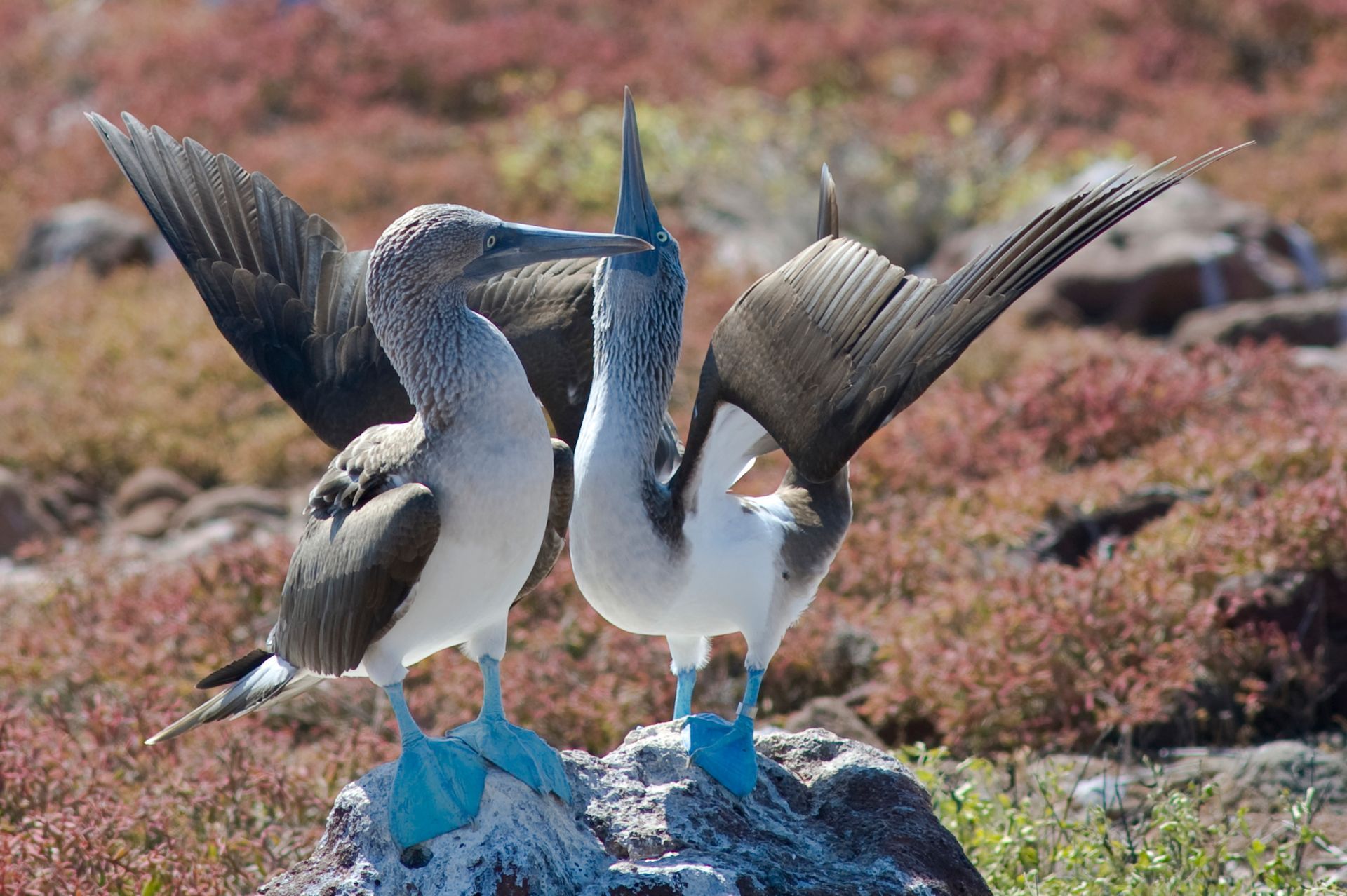 Beach scene with palm trees, turquoise water, beach chairs, umbrellas, and a cruise ship in the distance.