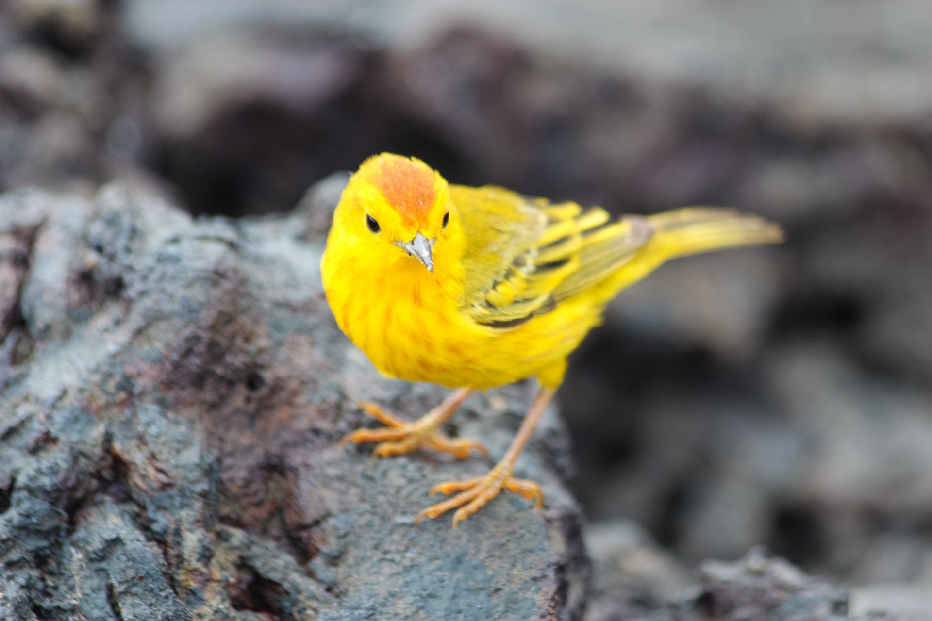 People on paddleboards and kayak near rocky coastline in turquoise water.