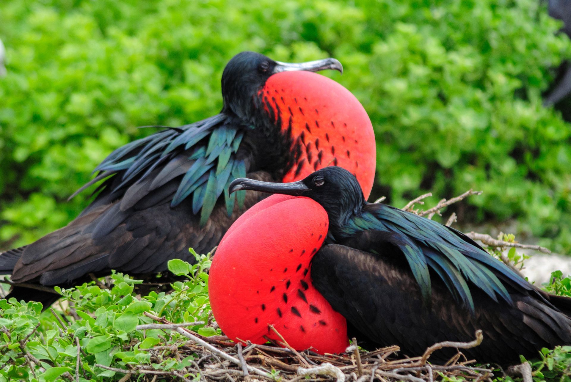 Thatched umbrella over shallow, turquoise water under cloudy sky.