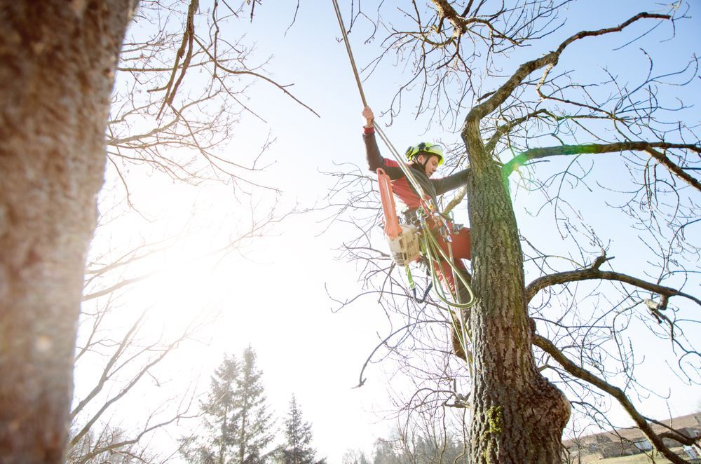 Person in an orange jacket climbing a tall tree on a sunny day