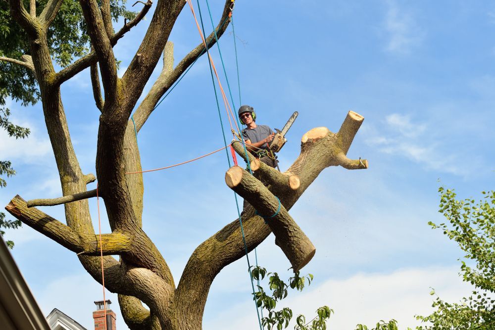 Person sitting on a tree branch in a harness, high above the ground against a blue sky