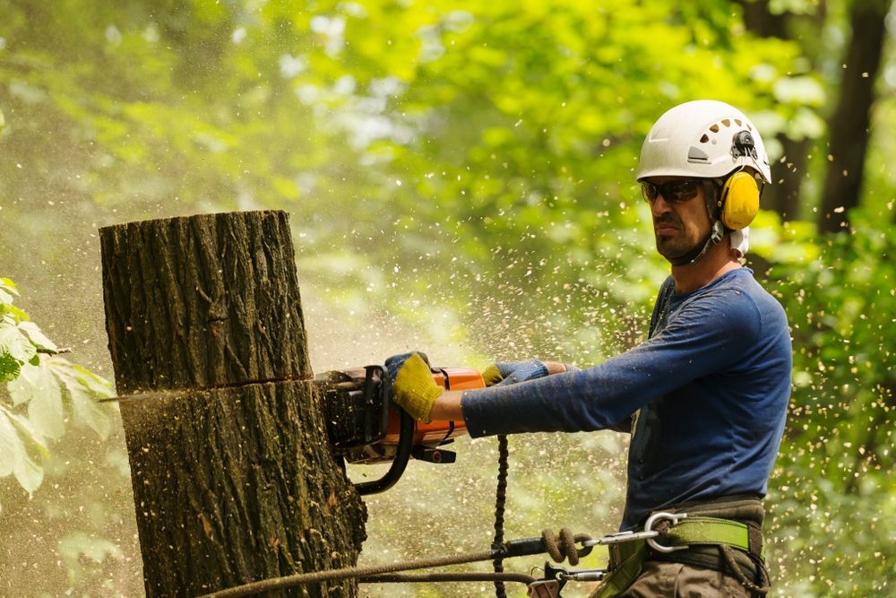Tree worker using a chainsaw to cut a log in a green forest