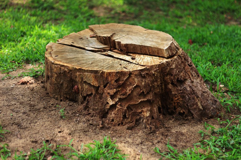 Tree stump in green grass, with cracked cut top and exposed roots.