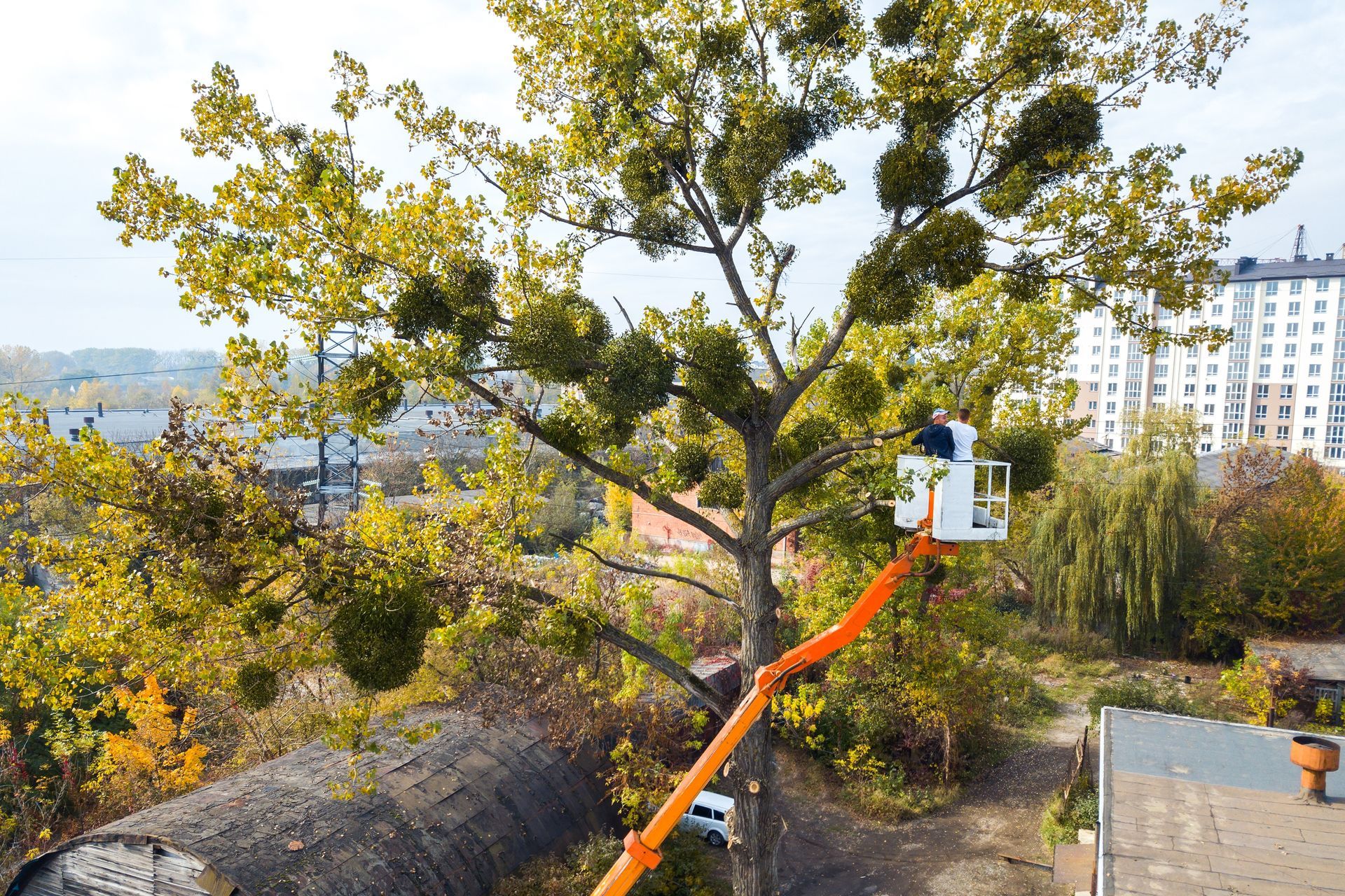 Person in white bucket lift trimming a tree in a sunny park with buildings in the background