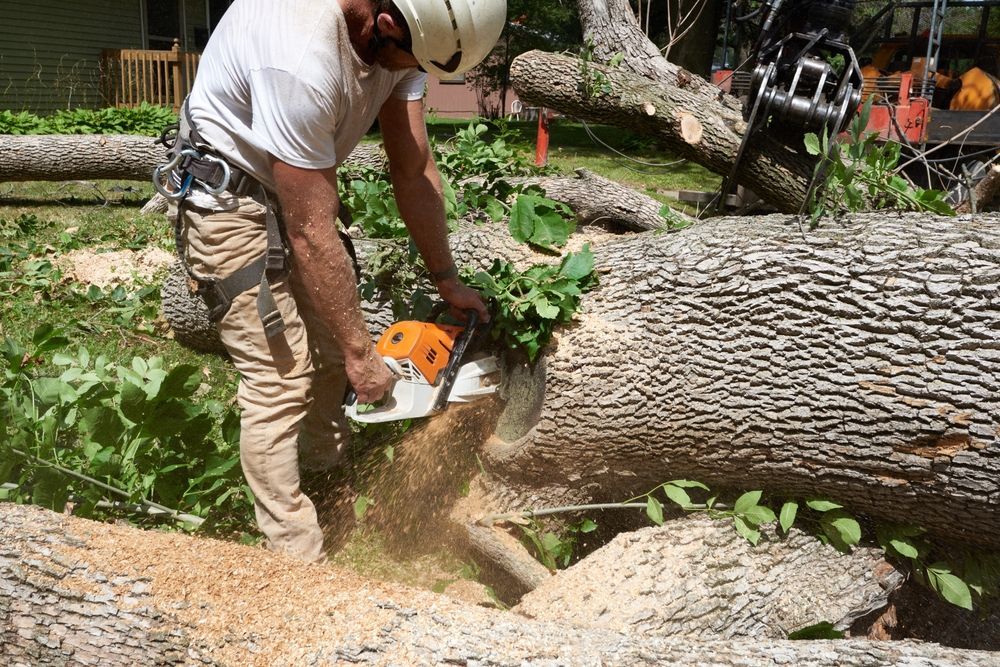 Worker using a chainsaw to cut a large fallen tree trunk outdoors