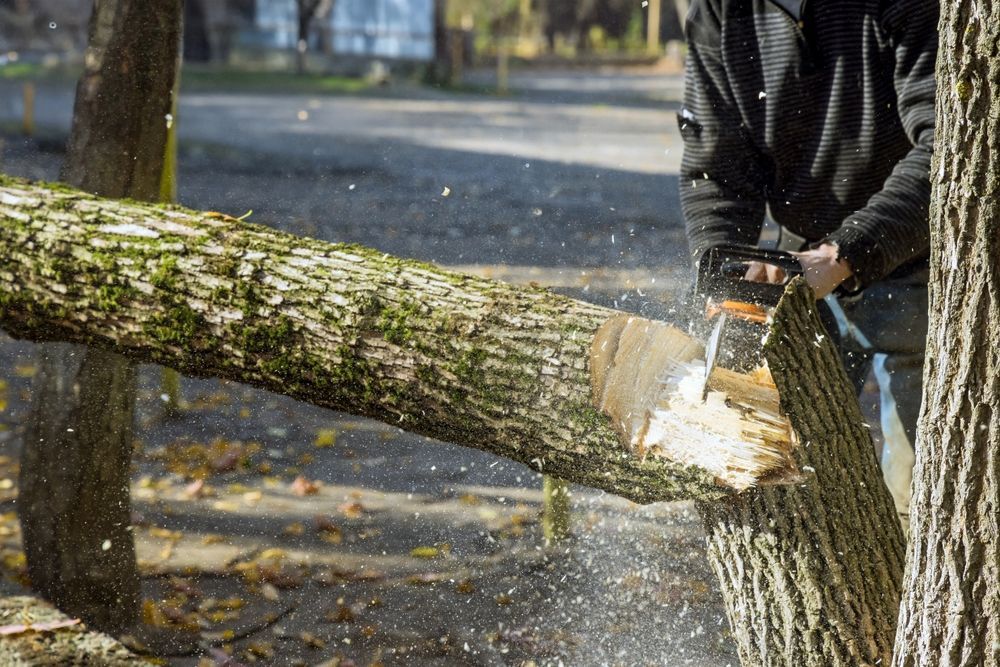 Person cutting a fallen tree trunk with a chainsaw outdoors, with wood chips flying