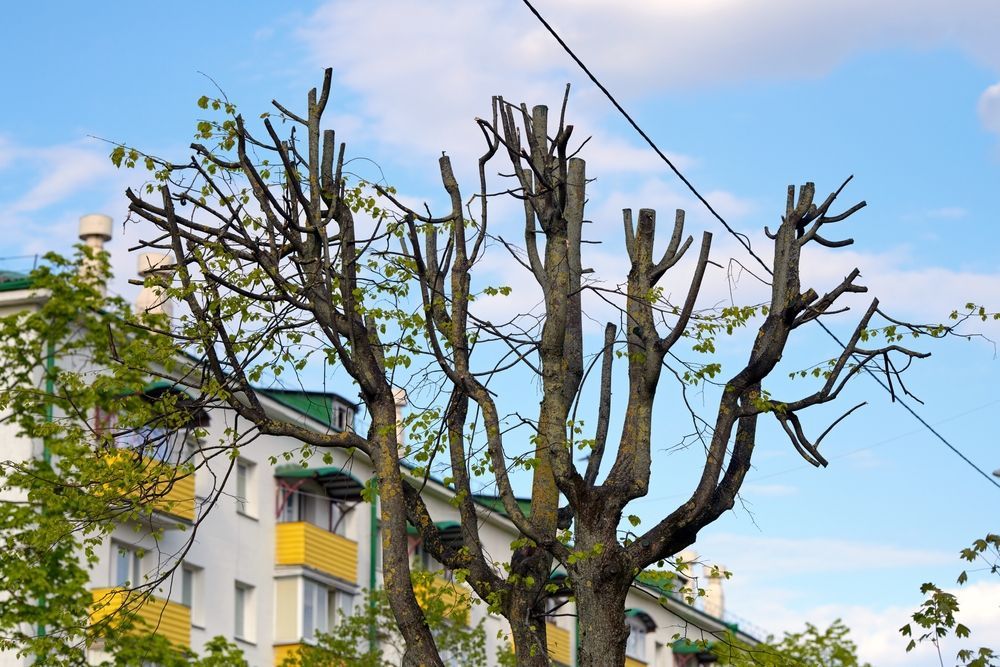 Pruned trees in front of a white apartment building under a blue sky