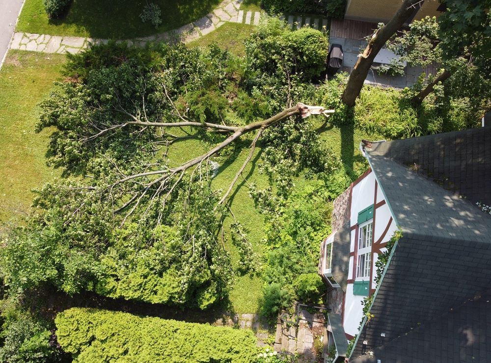 Downed tree limb across a green yard beside a house roof and walkway