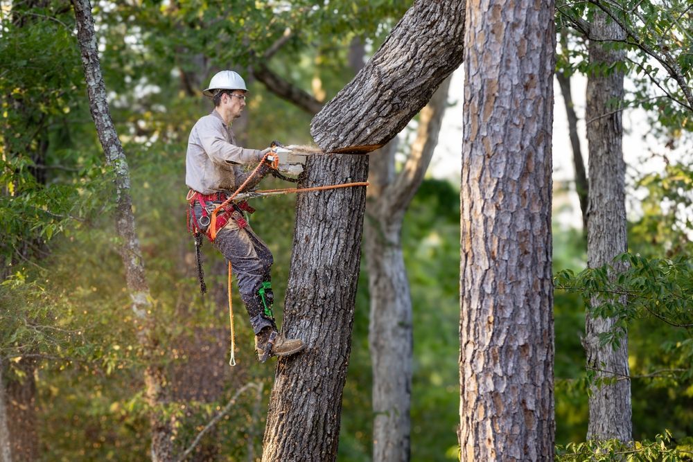 Worker wearing a helmet and harness trimming a tree branch among tall trees