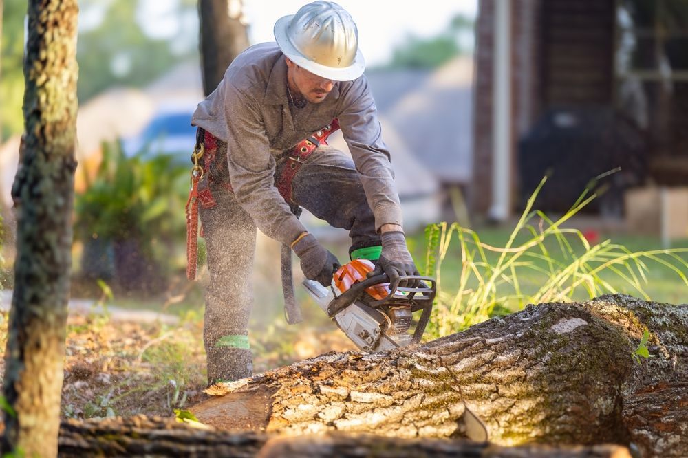 Worker cutting a fallen tree trunk with a chainsaw outdoors in a sunny yard