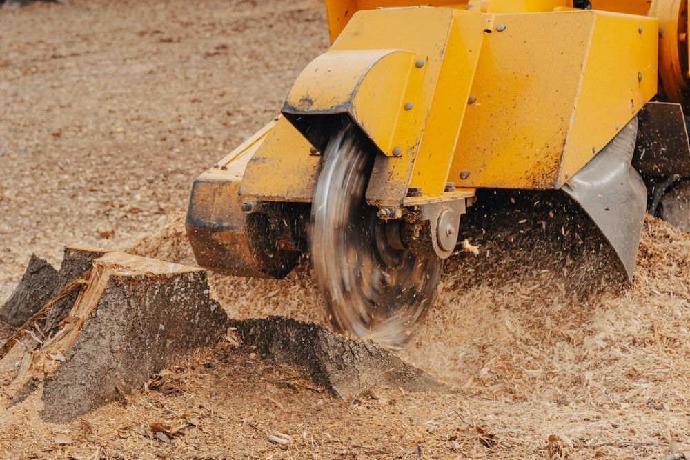 Yellow wood chipper shredding a tree stump, spraying wood chips across the ground.