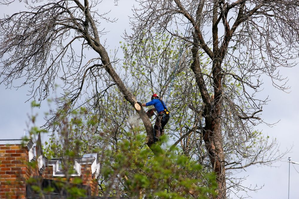 Arborist in blue jacket and red helmet trimming a large tree near rooftops
