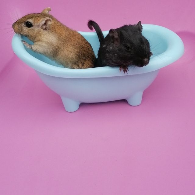 where can i buy a gerbil near me