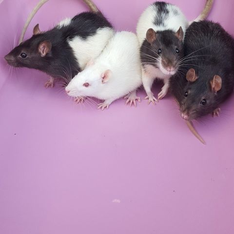 megazorb for rats