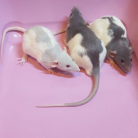 megazorb for rats