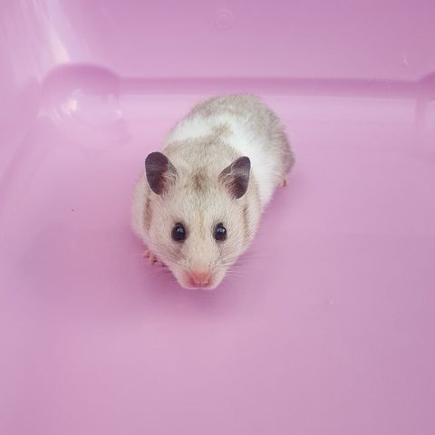 megazorb for hamsters