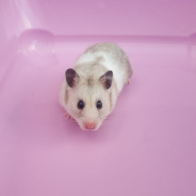 Syrian Hamster Grey