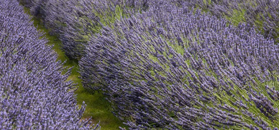 lavender oil crop field