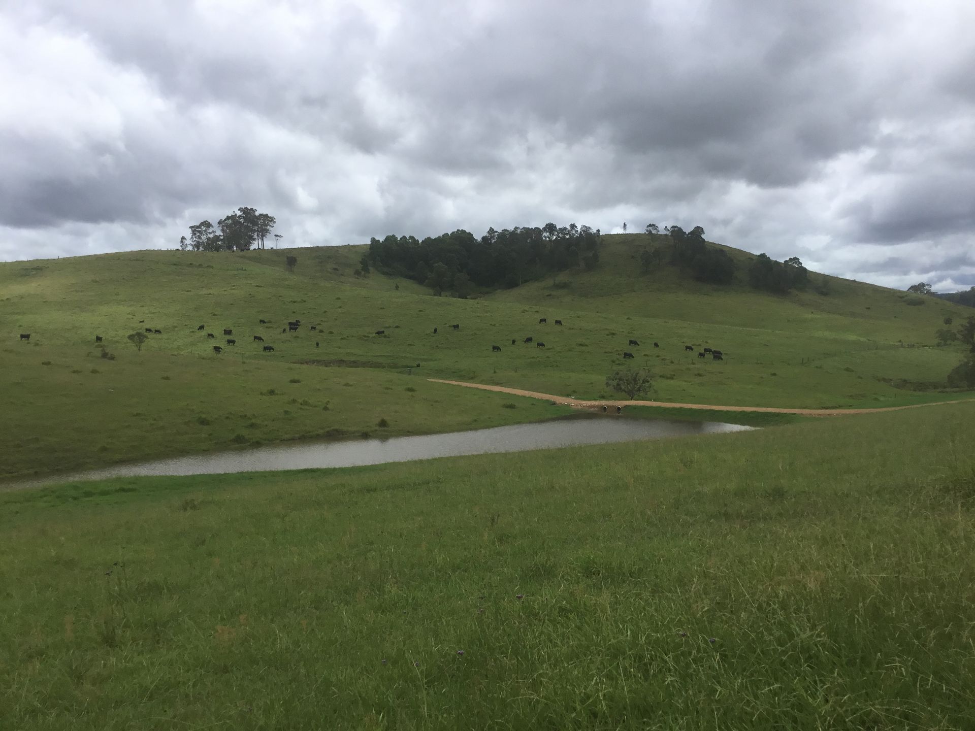 Cattle Graze on the Hills Under a Cloudy Sky — S M & A J Gilbert Earthmoving in Mitchells Island, NSW
