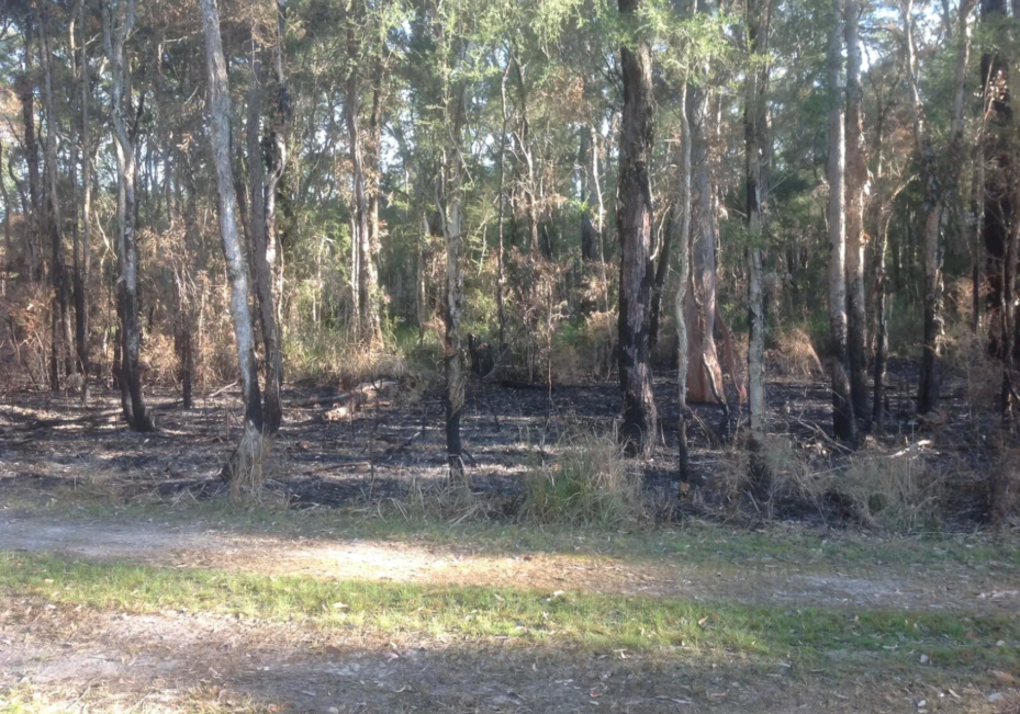 Forest Scene With Charred Trees and Blackened Ground — S M & A J Gilbert Earthmoving in Mitchells Island, NSW