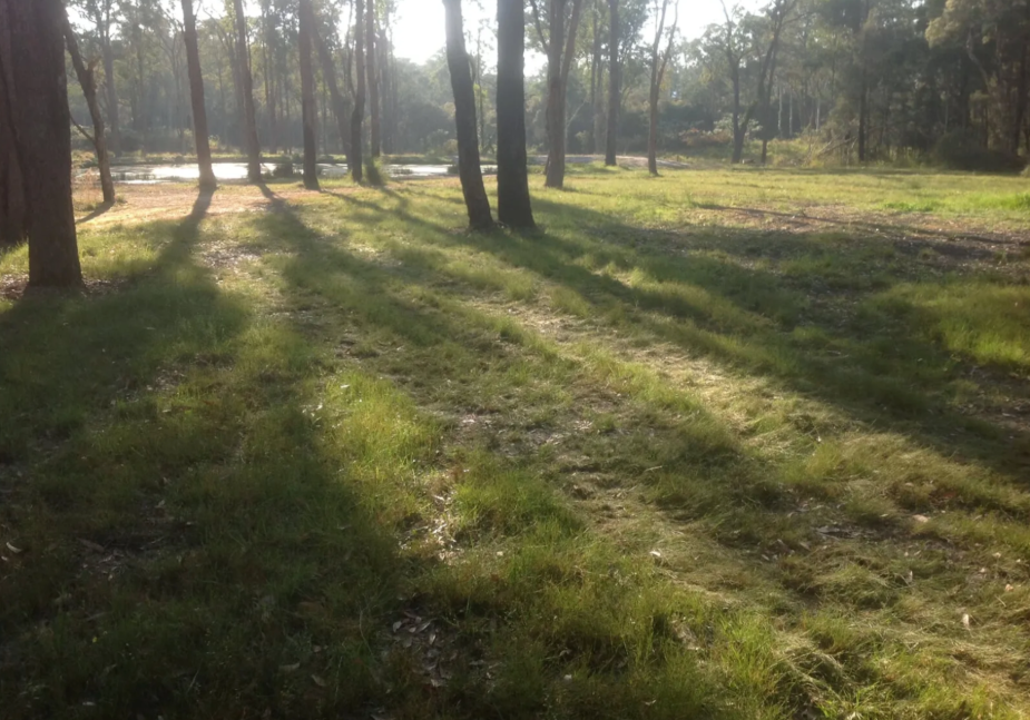 Grassy Clearing in a Forest With Trees Casting Long Foreboding Shadows — S M & A J Gilbert Earthmoving in Mitchells Island, NSW