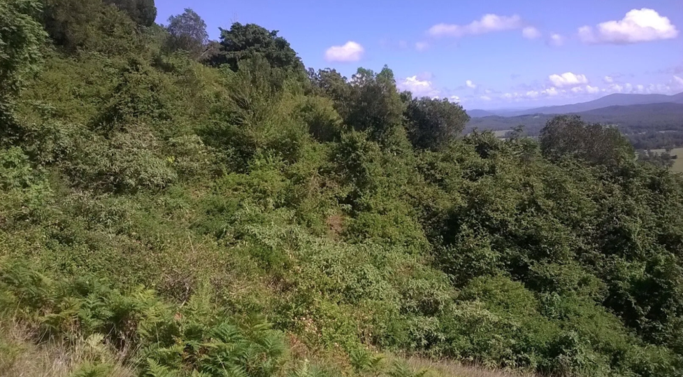 A Lush, Green Hillside Covered in Foliage Under a Blue Sky, With Mountains — S M & A J Gilbert Earthmoving in Mitchells Island, NSW