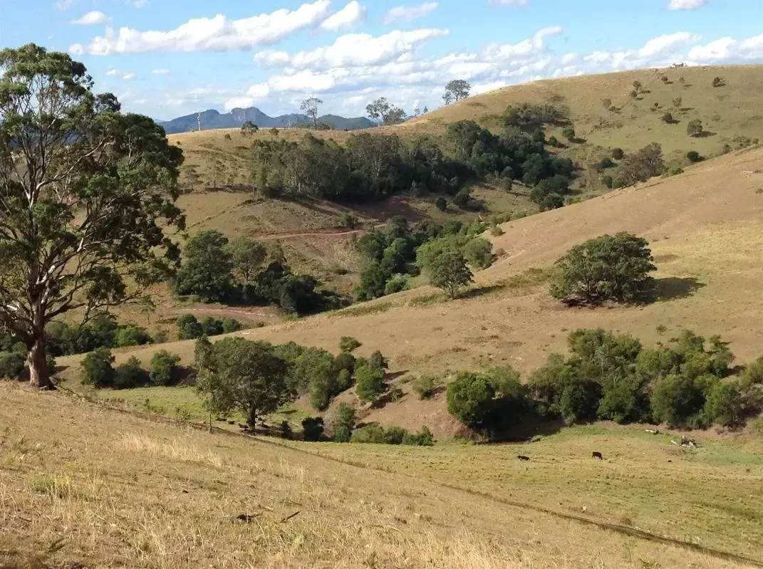 A Grassy Hillside With Many Trees and Mountains in the Background — S M & A J Gilbert Earthmoving in Mitchells Island, NSW
