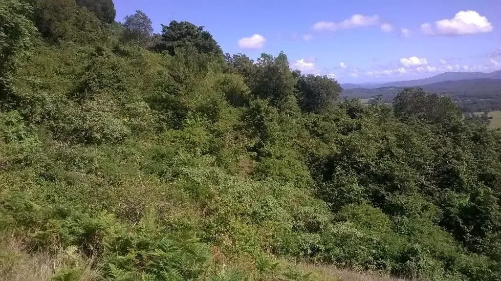 A Lush Green Hillside Covered in Trees and Many Bushes on a Sunny Day — S M & A J Gilbert Earthmoving in Mitchells Island, NSW