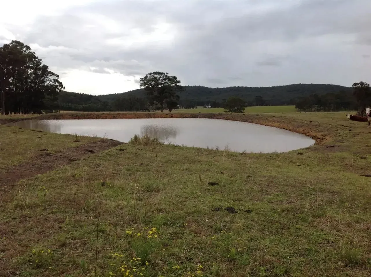 A Big Lake in the Middle of a Forest With A Single Tree — S M & A J Gilbert Earthmoving in Mitchells Island, NSW