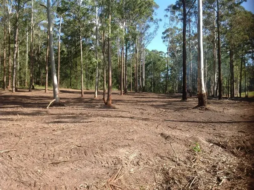 A Sunny Day In A Forest With a Lot of Trees and Dirt — S M & A J Gilbert Earthmoving in Mitchells Island, NSW
