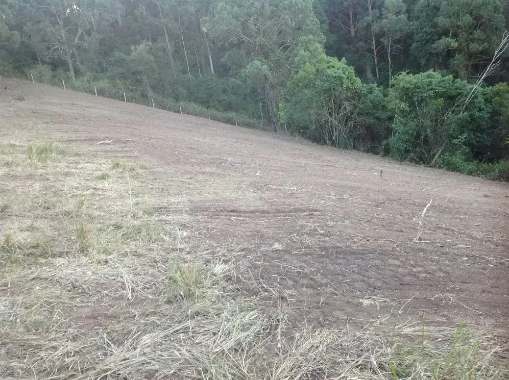 An Open Field With a Lot of Grass and Trees in the Background — S M & A J Gilbert Earthmoving in Mitchells Island, NSW