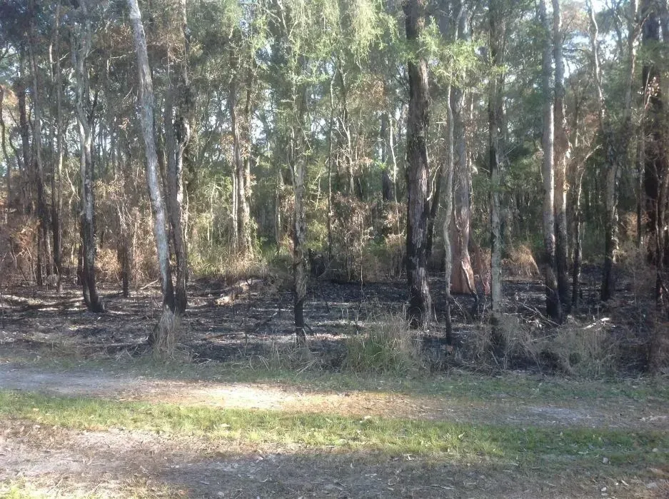 A Lush Green Forest With Trees and Grass in the Foreground — S M & A J Gilbert Earthmoving in Mitchells Island, NSW