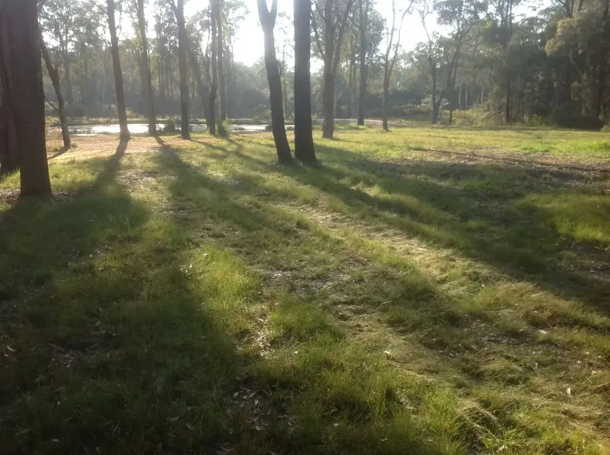 The Sun is Shining Through the Trees and Casting Shadows on the Grass — S M & A J Gilbert Earthmoving in Mitchells Island, NSW